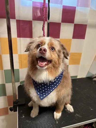 Prim and Pawper Mobile Grooming — photo from their website