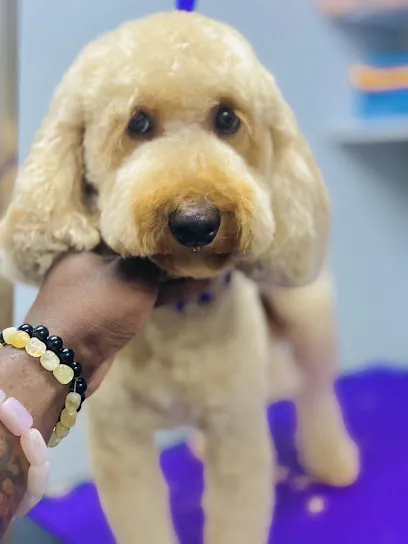 Doggie Dad Mobile Grooming — photo from their website