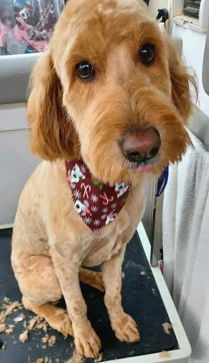 D Washin-Wag'n Mobile Pet Grooming — photo from their website