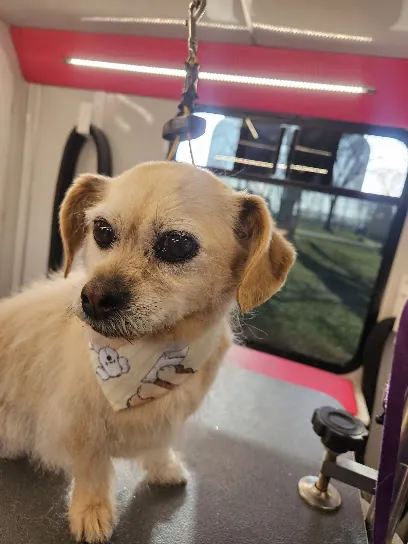 Park & Bark Mobile Spa — photo from their website