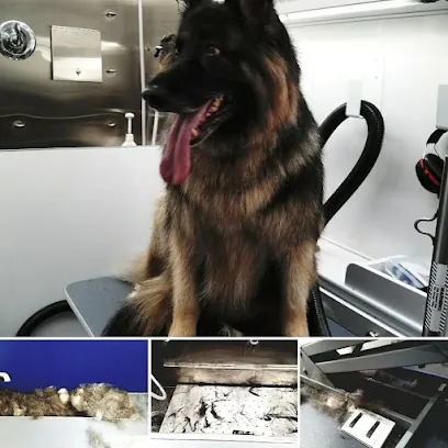 Next Tail Mobile Pet Grooming — photo from their website
