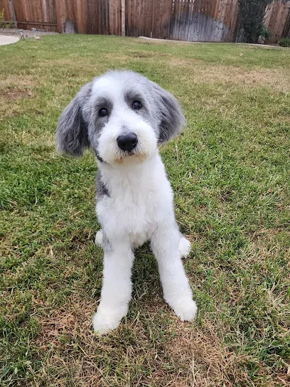 So Fetch Mobile Pet Grooming — photo from their website