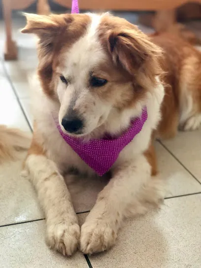Doggielicious Mobile Spa — photo from their website