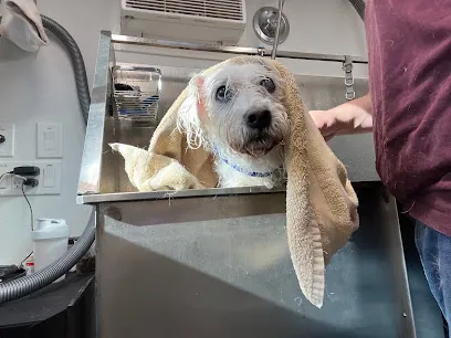 Bigfoot Pet Mobile Grooming — photo from their website