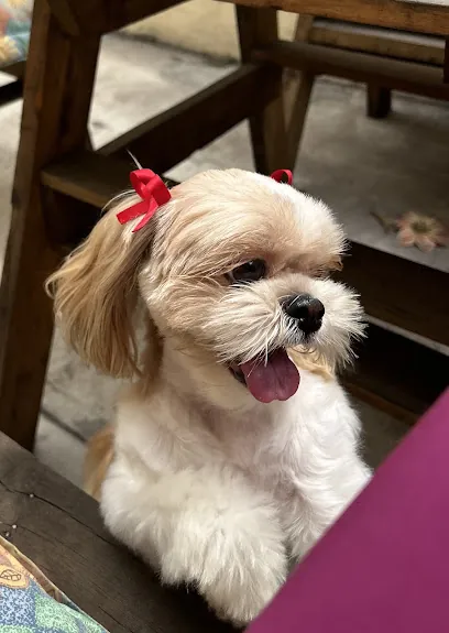 Wet Paws Mobile Grooming — photo from their website