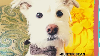 BB's Mobile Grooming and Nail Trimming — photo from their website