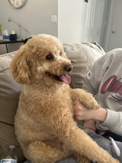 Blondies Mobile Pet Spa — photo from their website
