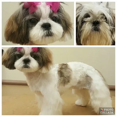 TransFURmations Mobile Pet Grooming — photo from their website