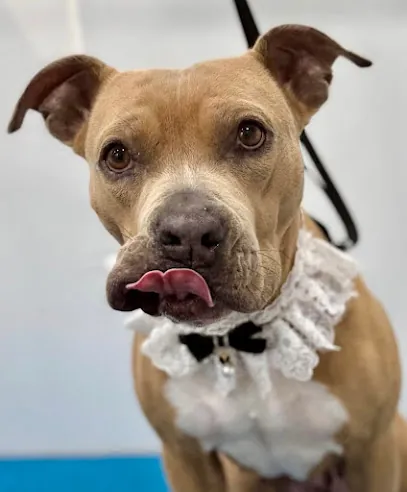 Mr. Bones Mobile Grooming — photo from their website