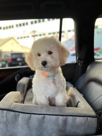 The Dog Fountain Mobile Grooming — photo from their website