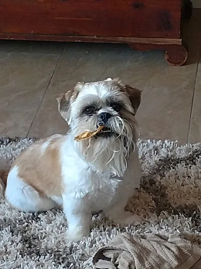 Got Dogs Grooming (shop only, not mobile) — photo from their website
