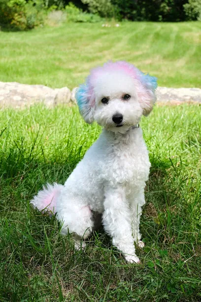 Platinum Paws Mobile Pet Grooming — photo from their website