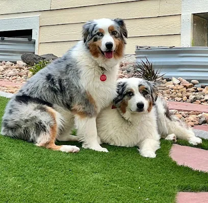 Bubble Box Mobile Dog Grooming — photo from their website