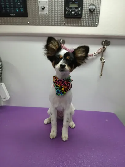 Pawfection Pet Grooming- Mobile grooming — photo from their website