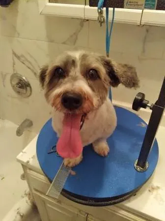 Fontana Mobile Pet Spa — photo from their website