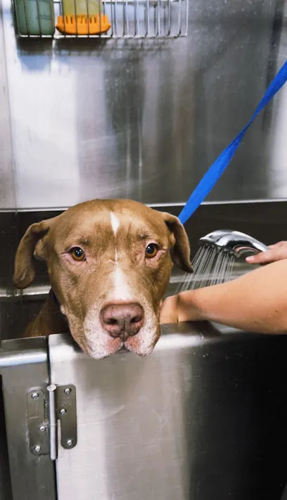 Dog House Mobile — photo from their website