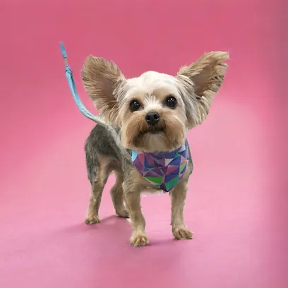 Ta-da Tails Mobile Pet Grooming — photo from their website