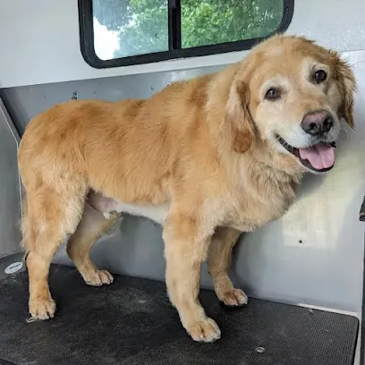 Shaggy Shepherd Mobile Grooming — photo from their website