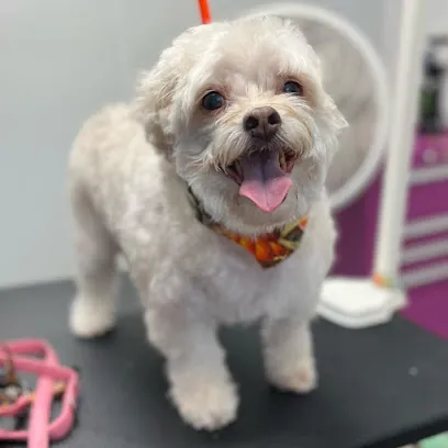 With Love Mobile Grooming LLC — photo from their website