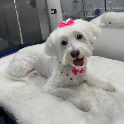Zoey’s Paw Friends Pet Mobile Grooming in Austin — photo from their website