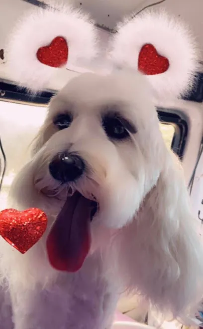 Nikki's Paw Spaw Mobile Grooming — photo from their website