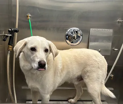 Enchanted Mobile Pet Grooming — photo from their website