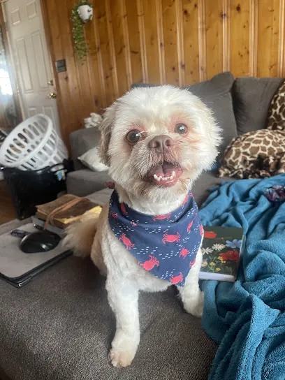 Paws by the Sea Mobile Grooming — photo from their website