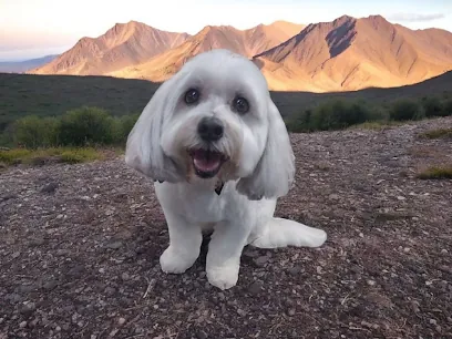 Groomtastic Mobile Grooming — photo from their website