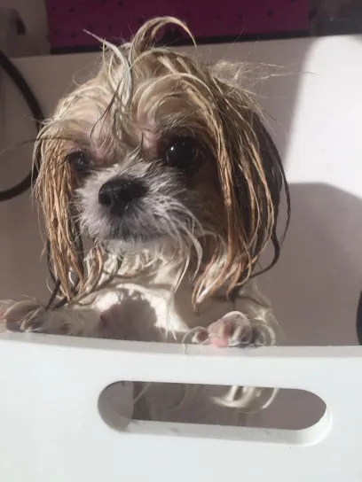 Animal House Mobile Pet Grooming, LLC — photo from their website