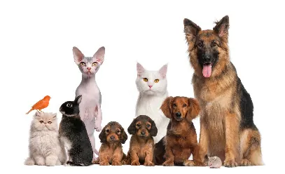 Kim's Mobile Animal Services — photo from their website