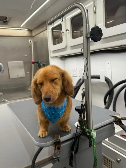 Bark Out Loud Mobile Grooming — photo from their website