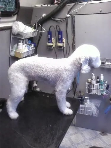 Christy's Mobile Grooming — photo from their website