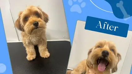 Pet Cano Mobile Pet Grooming — photo from their website