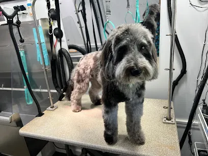 Dapper Pet Spa, LLC - Mobile Dog Grooming — photo from their website