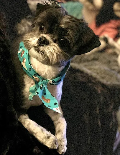 Salon Woof - Mobile Pet Spa — photo from their website