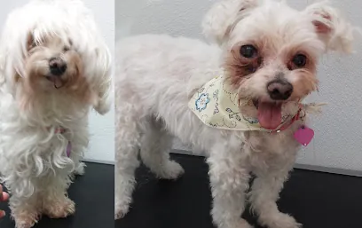 Groomiez #1 Mobile Pet Spa — photo from their website