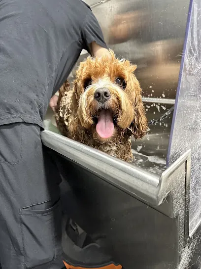 Furry Land Mobile Pet Grooming Miami — photo from their website