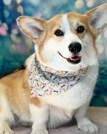 Four Paws Grooming LLC (mobile) — photo from their website