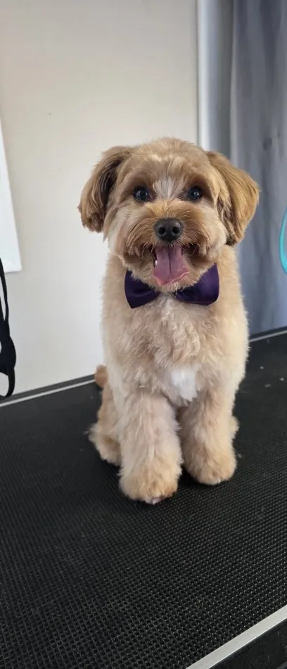 Off the hook k9 mobile grooming — photo from their website