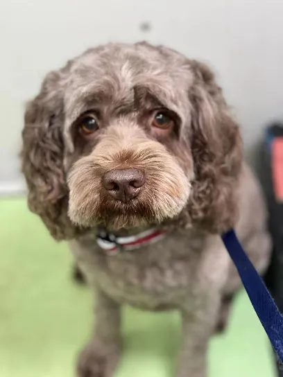Barker Mobile Pet Spa — photo from their website