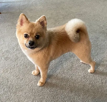 Marilyn's Mobile Pet Spaw — photo from their website
