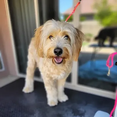 Tailored Canine Mobile Grooming — photo from their website