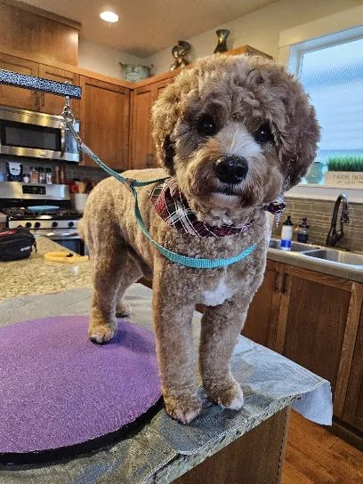 Paws at Home LLC by Kristi — photo from their website