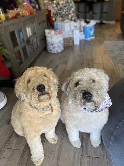Rover Done Over - Mobile Pet Grooming — photo from their website
