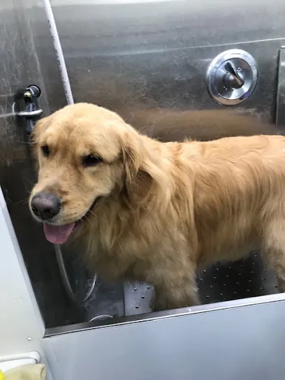 Bow Wow Barber Mobile Dog Grooming — photo from their website