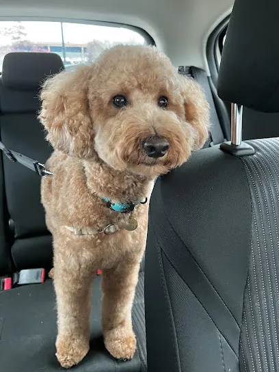 The Lucky Dog Mobile Grooming — photo from their website