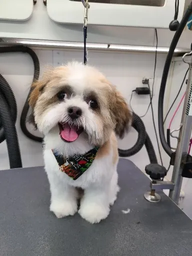 Purrfect Paws Mobile Pet Spa — photo from their website