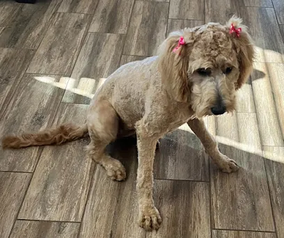Claws & Paws Mobile Groom — photo from their website