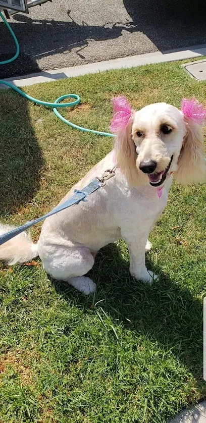 Getty Up Mobile Grooming — photo from their website