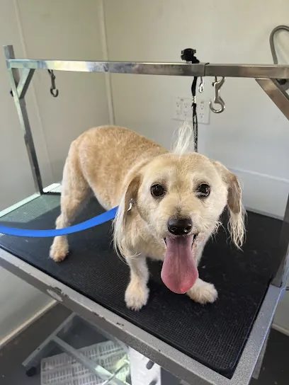 Walks Washes & Wags Mobile Dog Grooming — photo from their website